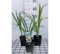 6 x Hemerocallis hybr. 'Arctic Snow' - hémérocalle - pot 9 x 9 cm x 9 cm