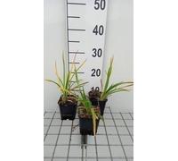 6 x Hemerocallis hybr. 'Baley Hay' - hémérocalle - pot 9 x 9 cm