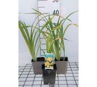 6 x Hemerocallis hybr. 'Chicago Sunrise' - hémérocalle - pot 9 x 9 cm
