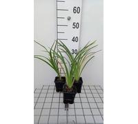 6 x Hemerocallis hybr. 'El desperado' - hémérocalle - pot 9 x 9 cm