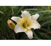 6 x Hemerocallis hybr. 'Gentle Shepherd' - taglily - Topf 9 x 9 cm