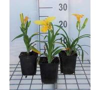 6 x Hemerocallis hybr. 'Happy Returns' - hémérocalle - pot 9 x 9 cm