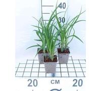 6 x Hemerocallis hybr. 'Lilioasphodelus' (flava) - hémérocalle - pot 9 x 9 cm