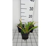 6 x Hemerocallis hybr. 'Little Grapette' - hémérocalle - pot 9 x 9 cm