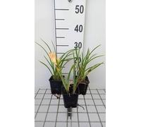 6 x Hemerocallis hybr. 'On And On' - hémérocalle - pot 9 x 9 cm