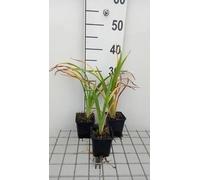 6 x Hemerocallis hybr. 'Painted Trillium' - hémérocalle - pot 9 x 9 cm