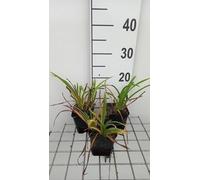 6 x Hemerocallis hybr. 'Pardon Me' - hémérocalle - pot 9 x 9 cm