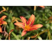 6 x Hemerocallis hybr. 'Rajah' - hémérocalle - pot 9 x 9 cm x 9 cm