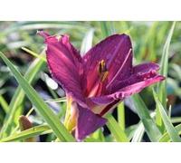 6 x Hemerocallis hybr. 'Summer Wine' - hémérocalle - pot 9 x 9 cm