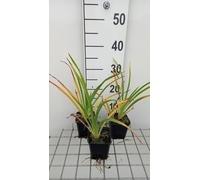 6 x Hemerocallis hybr. 'White Temptation' - taglilie - Topf 9 x 9 cm