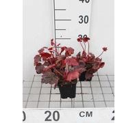 6 x Heuchera hybr. 'Autumn Leaves'® - Cloches pourpres - pot 9 x 9 cm