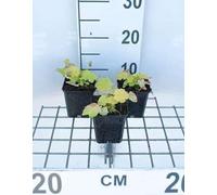 6 x Heuchera hybr. 'Citronelle'® - Luzule pourpre - Pot 9 x 9 cm