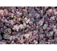 6 x Heuchera hybr. 'Midnight Rose' - Campanule pourpre - pot 9 x 9 cm