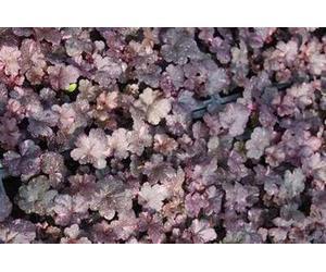 6 x Heuchera hybr. 'Midnight Rose' - Campanule pourpre - pot 9 x 9 cm