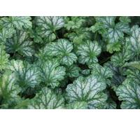 6 x Heuchera hybr. 'Paris' - Campanule pourpre - pot 9 x 9 cm