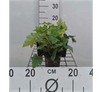 6 x Heucherella alba 'Bridget Bloom' - Fleur de mousse bâtarde - pot 9 x 9 cm