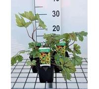 6 x Heucherella hybr. 'Alabama Sunrise'® - fleur de mousse bâtarde - pot 9 x 9 cm