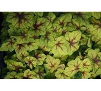 6 x Heucherella hybr. 'Art Nouveau'® - Fleur d'écume bâtarde - pot 9 x 9 cm