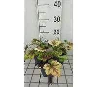 6 x Heucherella hybr. 'Golden Zebra'® - Fleur d'écume bâtarde - pot 9 x 9 cm