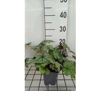 6 x Heucherella hybr. 'Kimono'® - Fleur d'écume bâtarde - pot 9 x 9 cm