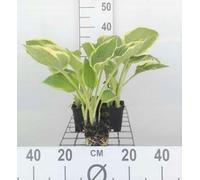 6 x Hosta hybr. 'Aureomarginata' - Hosta - pot 9 x 9 cm