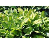 6 x Hosta hybr. 'Gold Standard' - Hosta - pot 9 x 9 cm