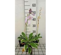 6 x Hosta hybr. 'Golden Tiara' - Hosta - Pot 9 x 9 cm