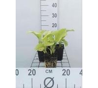 6 x Hosta plant. 'Grandiflora' - Hosta - pot 9 x 9 cm x 9 cm