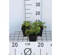 6 x Houttuynia cordata - Plante caméléon - Pot 9 x 9 cm