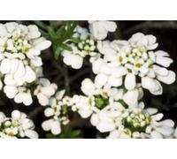 6 x Iberis semp. 'Flocon de neige nain' - Fleur de l'anse - pot 9 x 9 cm