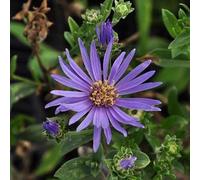 6 x œil de christ - aster amellus 'rudolf goethe' - godet 9x9 cm