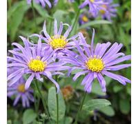 6 x œil de christ - aster 'blue king' - godet 9x9 cm