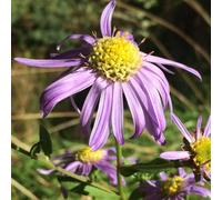 6 x œil de christ - aster 'sonora' - godet 9x9 cm