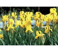 6 x Iris (germ.) 'Ola Kala' - Iris - Pot 9 x 9 cm
