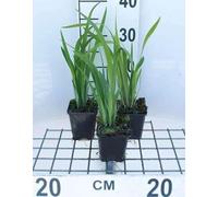 6 x Iris sib. blue King' - Iris - Pot 9 x 9 cm
