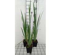 6 x Iris sib. 'Perry's Blue' - Schwertlilie - Topf 9 x 9 cm