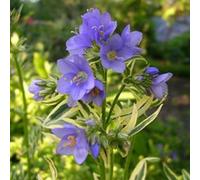 6 x Jakobsleiter - Polemonium caeruleum 'Brise D'Anjou' | Pot de 9x9 cm