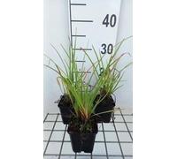 6 x Kniphofia hybr. 'Ice Queen' - Lys torche - pot 9 x 9 cm
