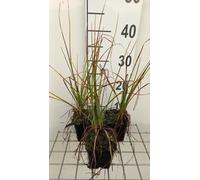 6 x Kniphofia hybr. 'Nancy Red' - Lys torche - pot 9 x 9 cm