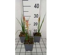 6 x Kniphofia hybr. 'Orange vanilla Popsicle'® - Lys torche - pot 9 x 9 cm