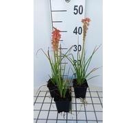 6 x Kniphofia hybr. 'Redhot Popsicle'® - Lys torche - pot 9 x 9 cm