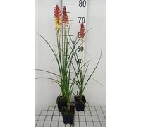 6 x Kniphofia hybr. 'Rocket's Red Glare' (pyromania) - Lys torche - Pot de 9 x 9 cm