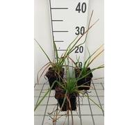 6 x Kniphofia hybr. 'Royal Standard' - Lys torche - Pot de 9 x 9 cm