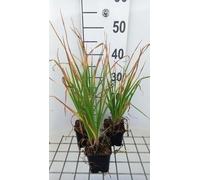 6 x Kniphofia hybr. 'Tawney King' - Lys torche - pot 9 x 9 cm