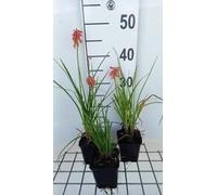 6 x Kniphofia hybr. 'Vincent Lepage' - Lys torche - pot 9 x 9 cm
