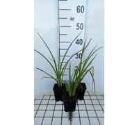 6 x Kniphofia hybr. 'Wrexham Buttercup' - Lys torche - Pot de 9 x 9 cm