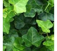 6 x lierre d'irlande - hedera hibernica - godet 9x9 cm