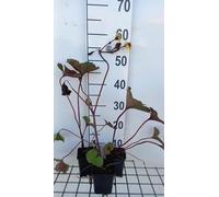 6 x Ligularia dent. desdemona' - Flacon doré - pot 9 x 9 cm