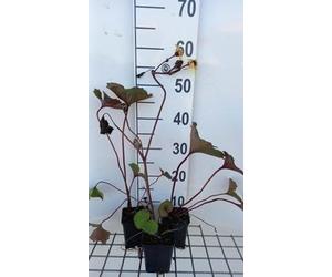 6 x Ligularia dent. desdemona' - Flacon doré - pot 9 x 9 cm