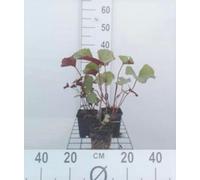 6 x Ligularia dent. othello' - Flacon doré - pot 9 x 9 cm